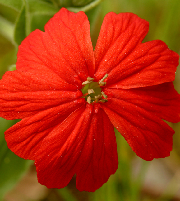 صورة Silene laciniata subsp. californica (Durand) J. K. Morton