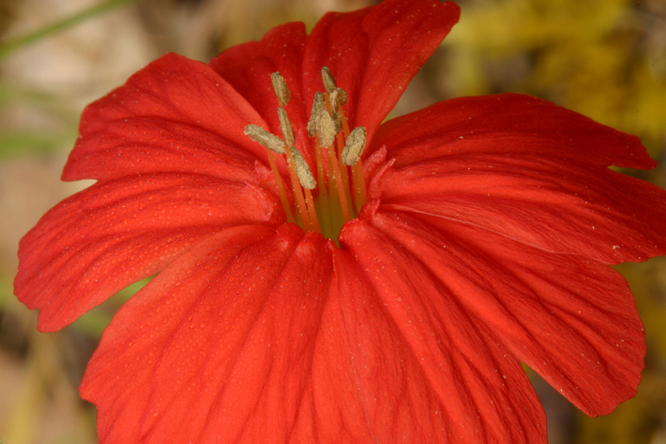 صورة Silene laciniata subsp. californica (Durand) J. K. Morton