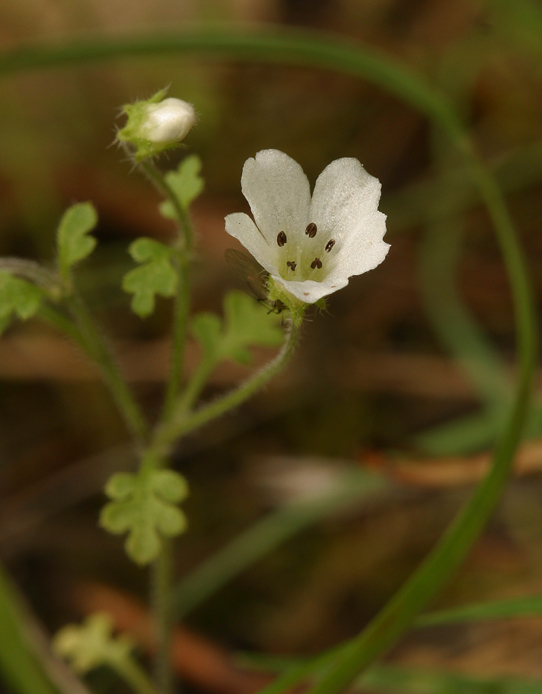 Imagem de Nemophila heterophylla Fisch. & C. A. Mey.