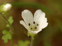 Imagem de Nemophila heterophylla Fisch. & C. A. Mey.