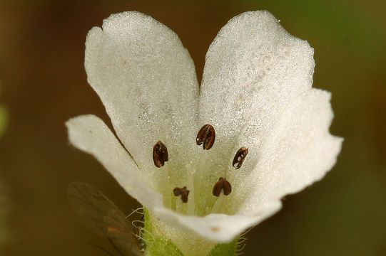 Image of small baby blue eyes