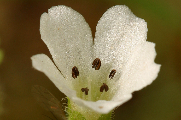 Imagem de Nemophila heterophylla Fisch. & C. A. Mey.