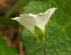 Imagem de Nemophila heterophylla Fisch. & C. A. Mey.