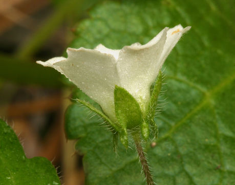 Image of small baby blue eyes