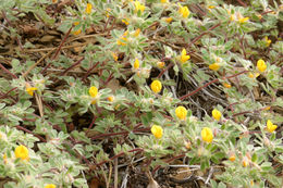 Image of foothill deervetch