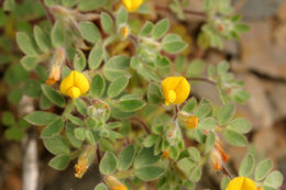 Acmispon brachycarpus (Benth.) D. D. Sokoloff的圖片