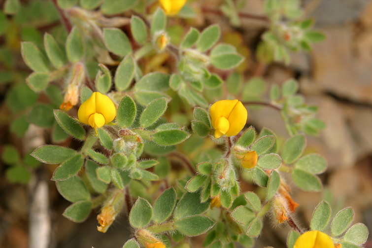 Acmispon brachycarpus (Benth.) D. D. Sokoloff的圖片