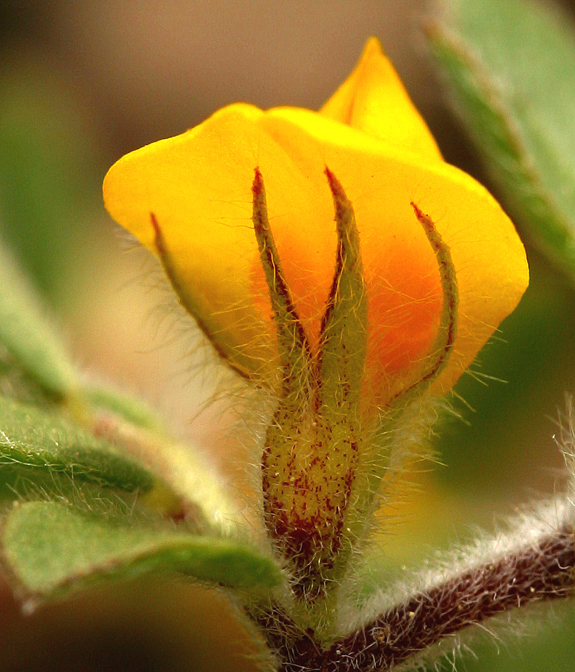 Acmispon brachycarpus (Benth.) D. D. Sokoloff的圖片