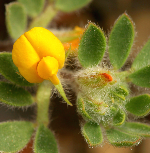 Image of foothill deervetch