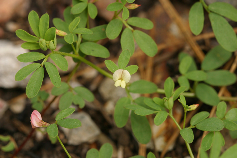Слика од Acmispon parviflorus (Benth.) D. D. Sokoloff