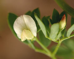 Слика од Acmispon parviflorus (Benth.) D. D. Sokoloff