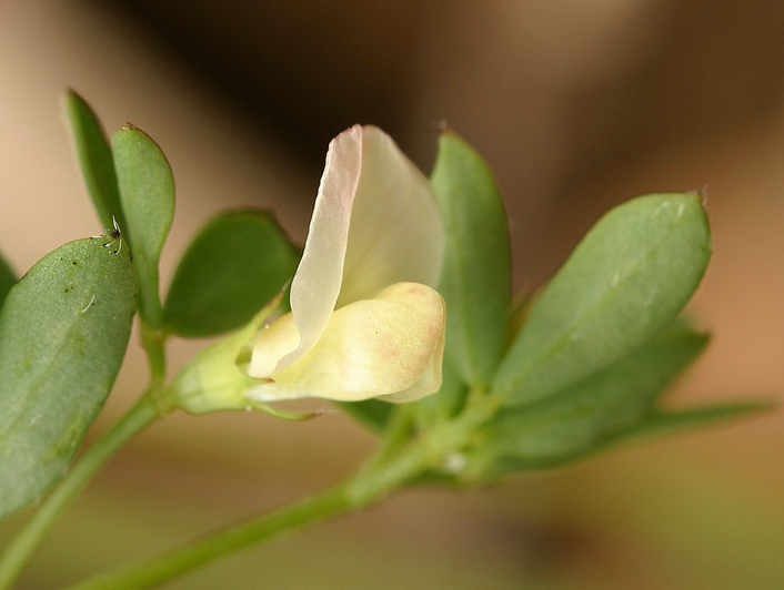 Слика од Acmispon parviflorus (Benth.) D. D. Sokoloff