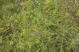 Image of sweet fennel