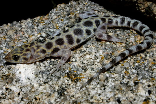 Image of Granite Night Lizard