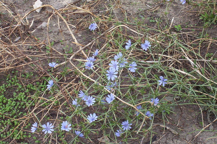 Image of chicory