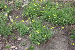 Plancia ëd Diplotaxis tenuifolia (L.) DC.