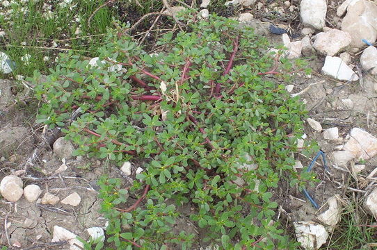 Image of common purslane