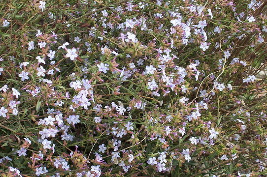 Plumbago europaea L. resmi