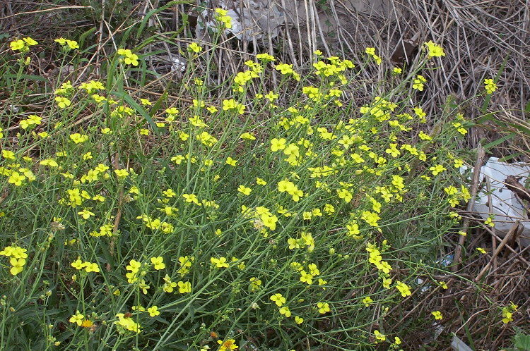 Image of perennial wallrocket