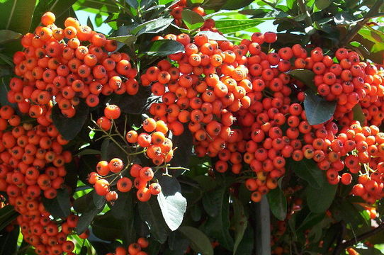 Imagem de Pyracantha coccinea M. J. Roemer