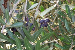 Image of olive tree