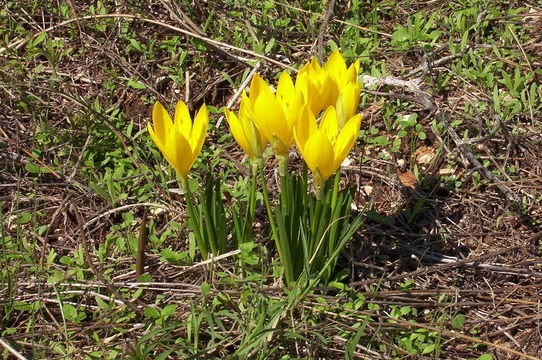 Image of winter daffodil