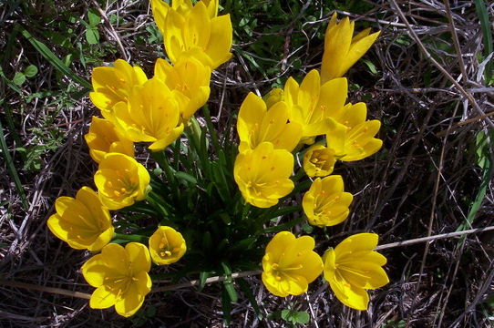 Image of winter daffodil