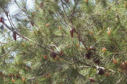 Image of Aleppo Pine