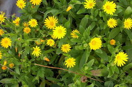 Image of field marigold