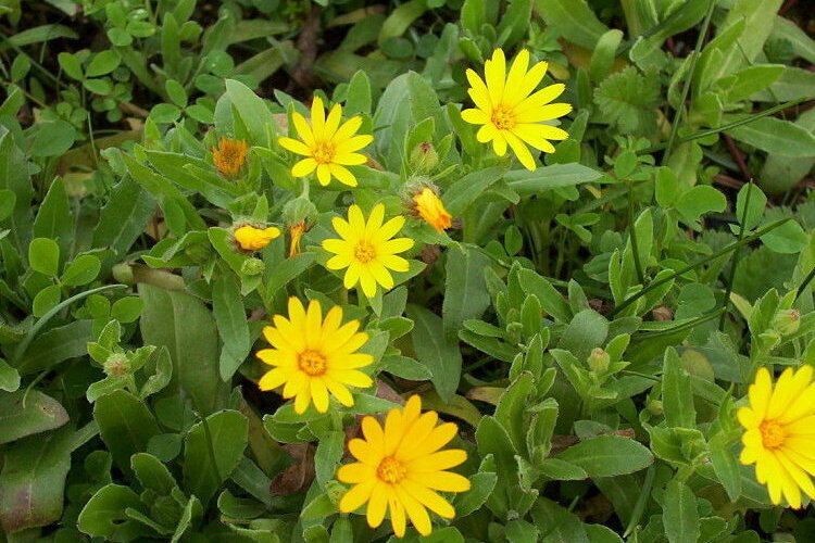 Image of field marigold