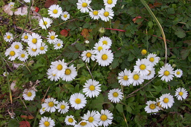 Image of Annual daisy