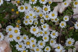 Image of Annual daisy