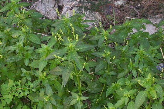 Слика од Mercurialis annua L.