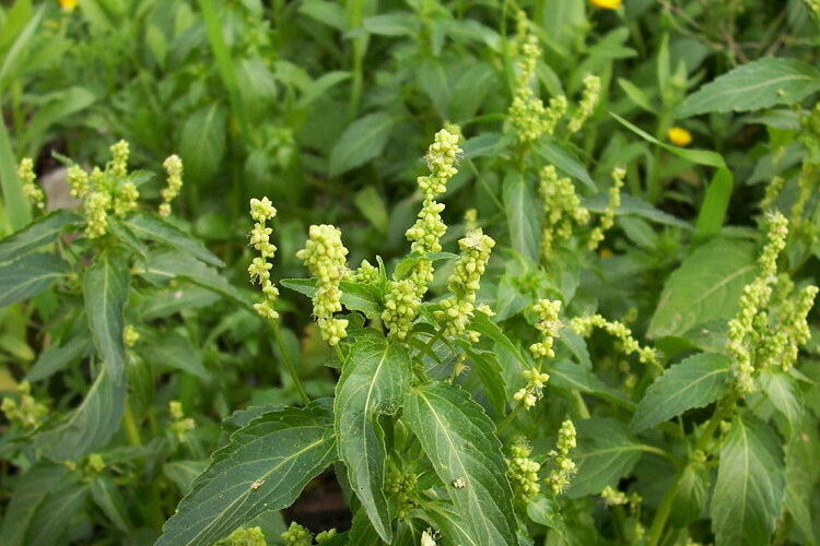 Слика од Mercurialis annua L.