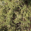 صورة Rhamnus infectoria L.