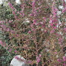 Image of Russian-thistle