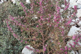 Image of Russian-thistle