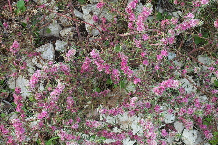 Image of Russian-thistle