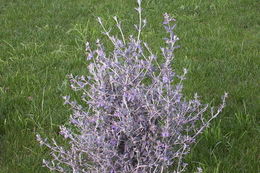 Image of shrubby germander