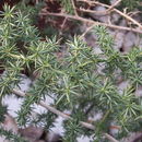 Plancia ëd Asparagus acutifolius L.