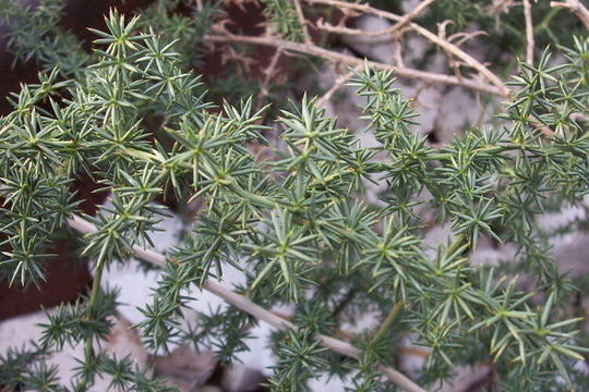 Imagem de Asparagus acutifolius L.