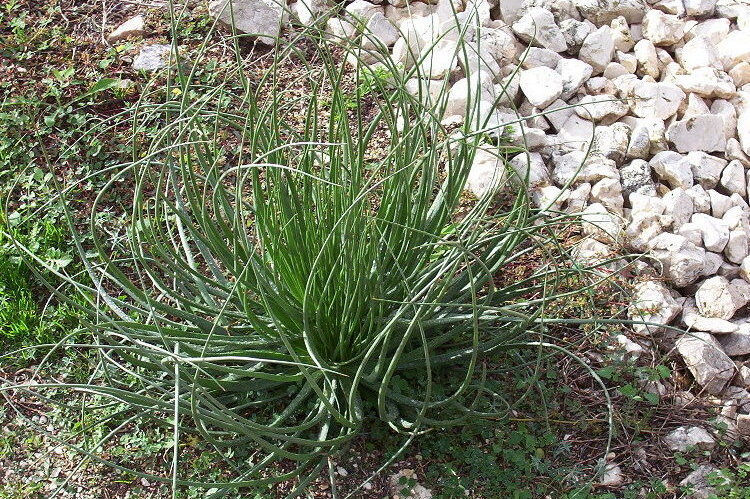 Image of onionweed