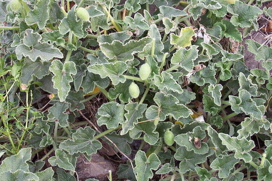 Image of Exploding Cucumber