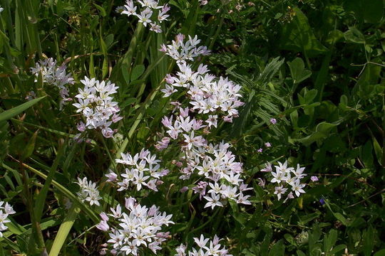 Image of white garlic