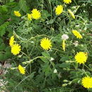 Imagem de Sonchus tenerrimus L.