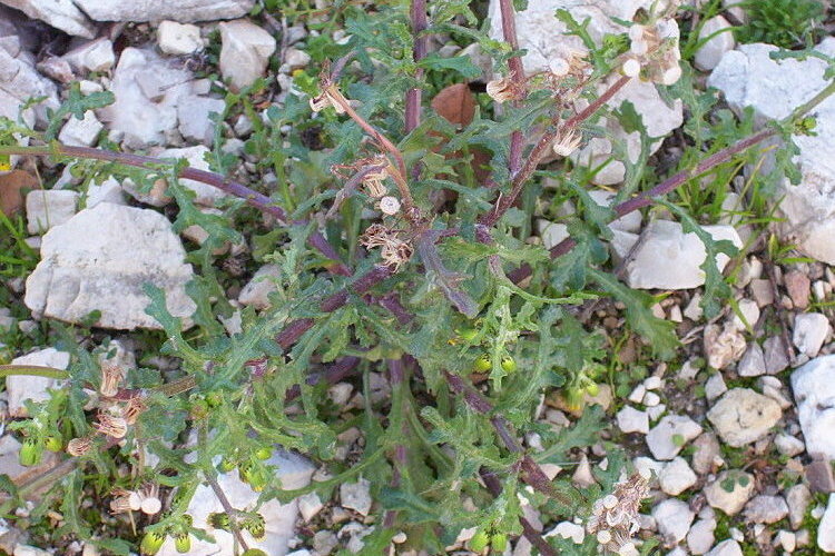 Image of groundsel