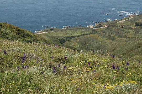 Image of Delphinium hutchinsonae Ewan