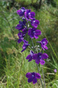 Image of Delphinium hutchinsonae Ewan