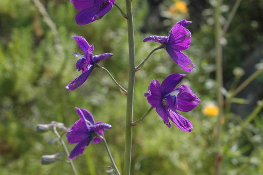 Image of Delphinium hutchinsonae Ewan