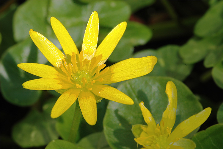 Sivun <i>Ranunculus ficaria</i> ssp. <i>bulbilifer</i> kuva